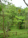 tropical hardwood Costa Rica